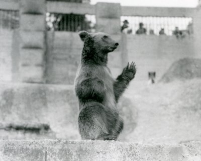 Ein Braunbär sitzt vor Besuchern in seinem Gehege auf den Mappin-Terrassen, Londoner Zoo, 1922 von Frederick William Bond